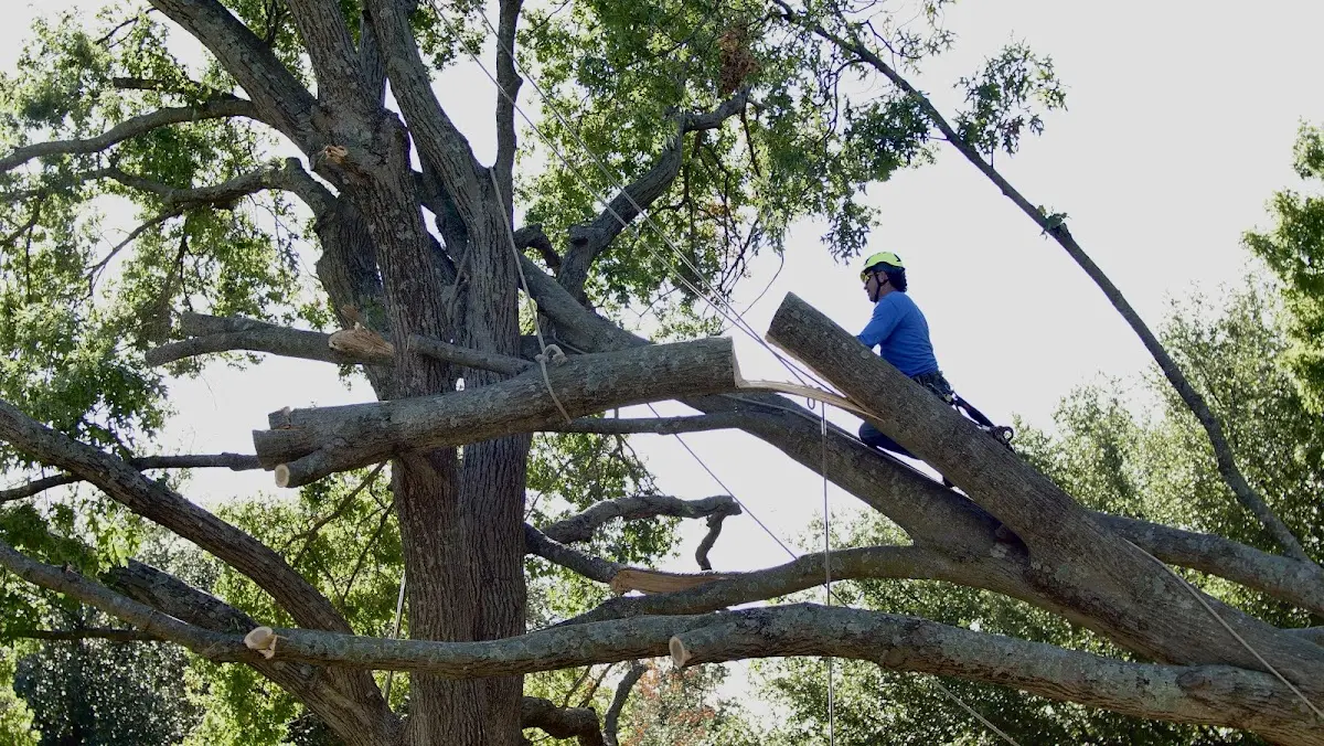 Professional Hazardous Tree Removal performed by certified arborists in Medfield